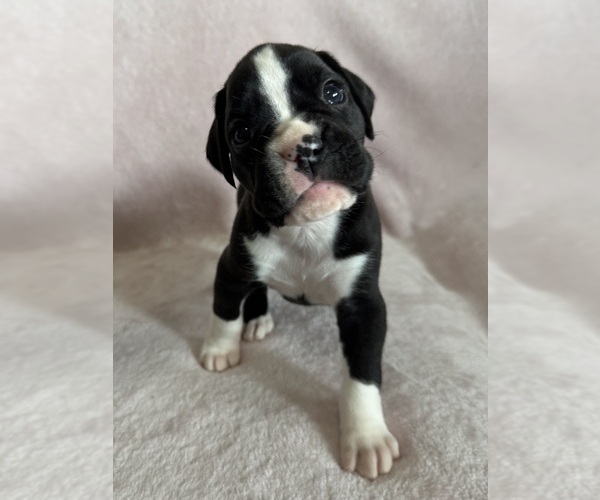 Medium Photo #8 Boxer Puppy For Sale in WESTVILLE, OK, USA