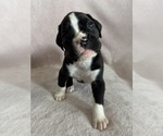 Small #7 Boxer
