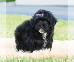 Small #3 Poodle (Miniature)