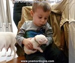 Small Photo #5 Dogo Argentino Puppy For Sale in JANE, MO, USA