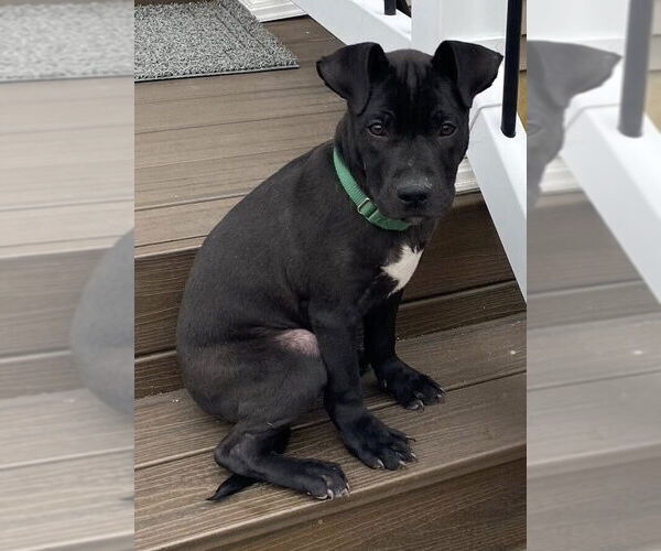 Medium Photo #9 Catahoula Leopard Dog-Labrador Retriever Mix Puppy For Sale in New York, NY, USA