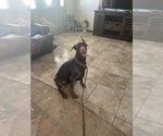 Small #2 Doberman Pinscher