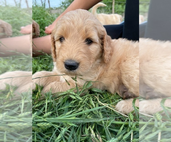 Medium Photo #8 Goldendoodle Puppy For Sale in BURNET, TX, USA