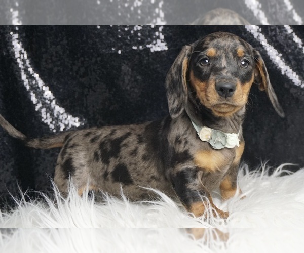 Medium Photo #6 Dachshund Puppy For Sale in WARSAW, IN, USA
