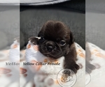 Puppy Yellow Collar Pug