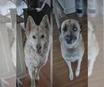 Small German Shepherd Dog Mix