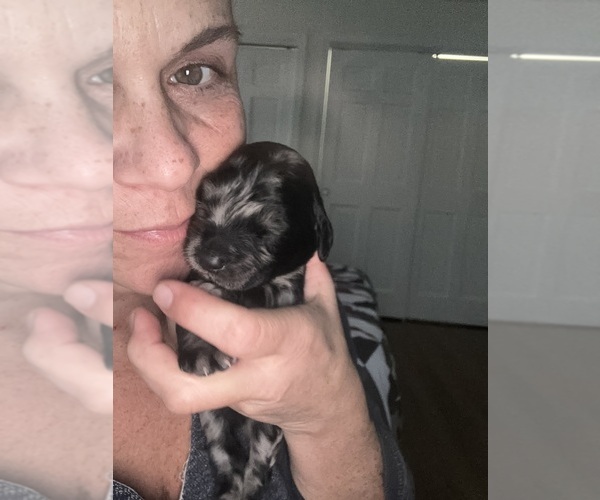 Medium Photo #3 Goldendoodle Puppy For Sale in EXETER, RI, USA