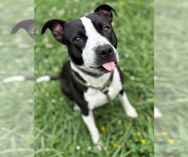 Medium Photo #6 American Pit Bull Terrier-Unknown Mix Puppy For Sale in Virginia Beach, VA, USA