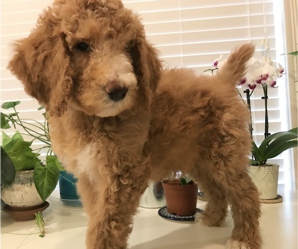 Medium Photo #1 Poodle (Standard) Puppy For Sale in FORT WORTH, TX, USA