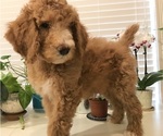 Small Photo #1 Poodle (Standard) Puppy For Sale in FORT WORTH, TX, USA