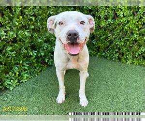 Staffordshire Bull Terrier Dogs for adoption in West Palm Beach, FL, USA