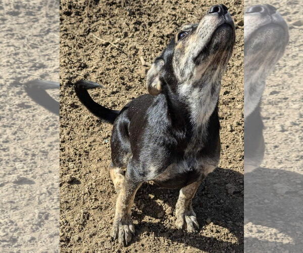 Medium Photo #10 Mutt Puppy For Sale in Munford, TN, USA