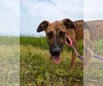 Small Black Mouth Cur Mix