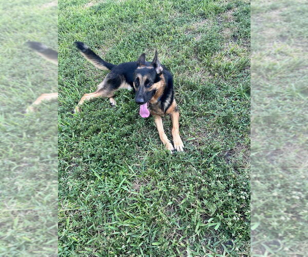 Medium Photo #1 German Shepherd Dog Puppy For Sale in West Palm Beach, FL, USA