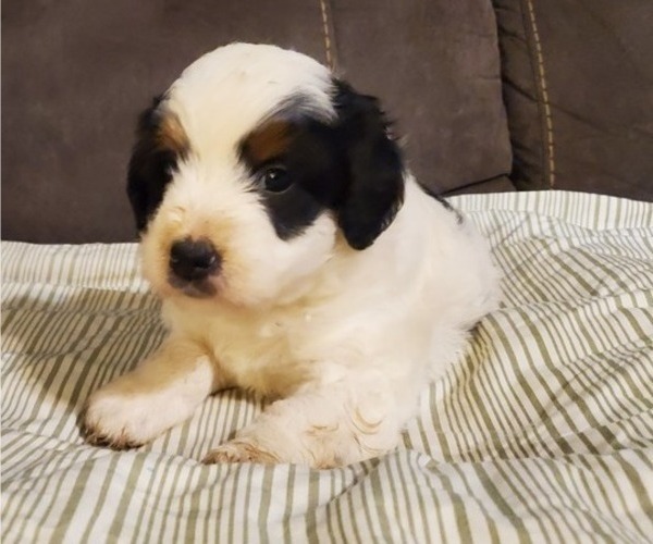 Medium Photo #27 Bernedoodle (Miniature) Puppy For Sale in LEETONIA, OH, USA