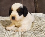 Small #26 Bernedoodle (Miniature)