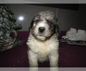 Saint Berdoodle Puppy for sale in S BEND, IN, USA