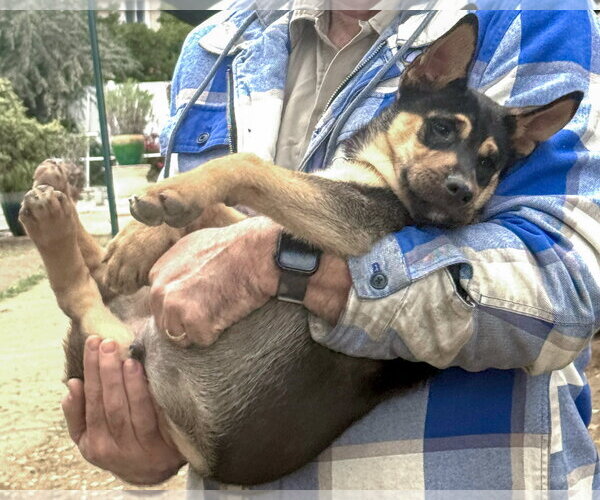 Medium Photo #17 Gerberian Shepsky Puppy For Sale in Corona, CA, USA