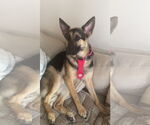 Small #1 German Shepherd Dog