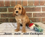 Small #3 Cockapoo