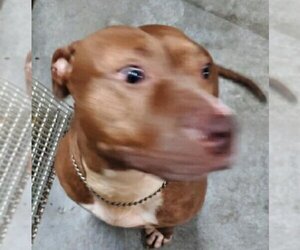 Justina - Female Staffordshire Bull Terrier-Unknown Mix Dog for Adoption - Photo #2