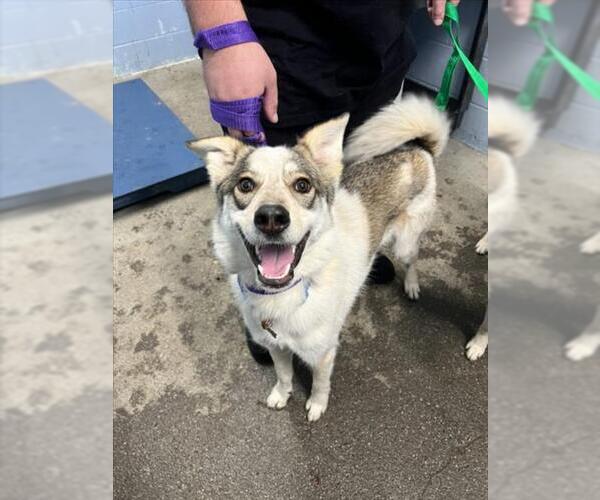 Medium Photo #1 German Shepherd Dog-Unknown Mix Puppy For Sale in Woodland, CA, USA