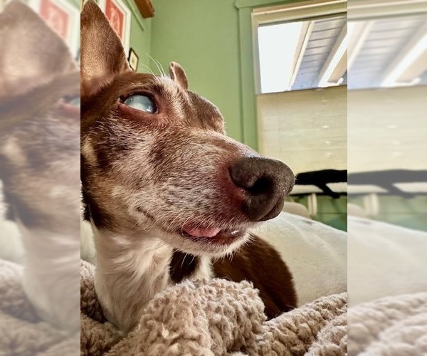 Medium Photo #2 Foxy Rat Terrier Puppy For Sale in Minneapolis, MN, USA