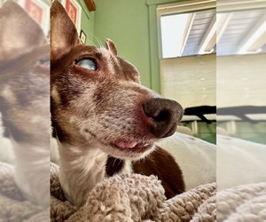 Sugar Plum - Pending Adoption - Female Foxy Rat Terrier Dog for Adoption - Photo #2