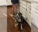 Small #3 American Pit Bull Terrier Mix