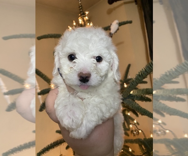 View Ad Bichon Frise Litter of Puppies for Sale near