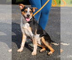 Small Labrador Retriever Mix