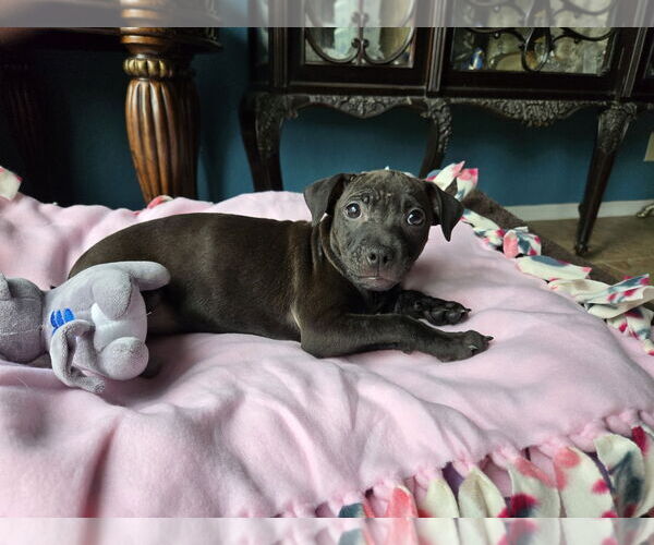 Medium Photo #3 Mutt Puppy For Sale in Royal Palm Beach, FL, USA