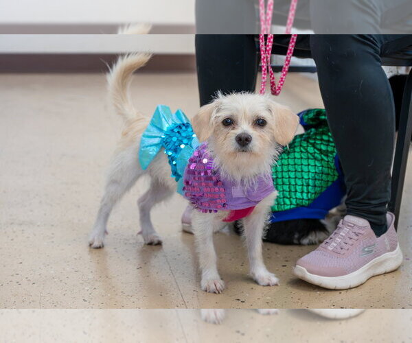 Medium Photo #1 Maltese-Unknown Mix Puppy For Sale in Mundelein, IL, USA