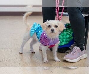 Maltese-Unknown Mix Dogs for adoption in Mundelein, IL, USA