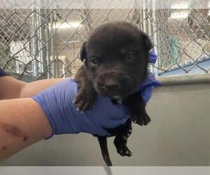 Mutt Dogs for adoption in HESPERIA, CA, USA