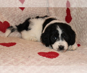 Goldendoodle Puppy for sale in HEADLAND, AL, USA
