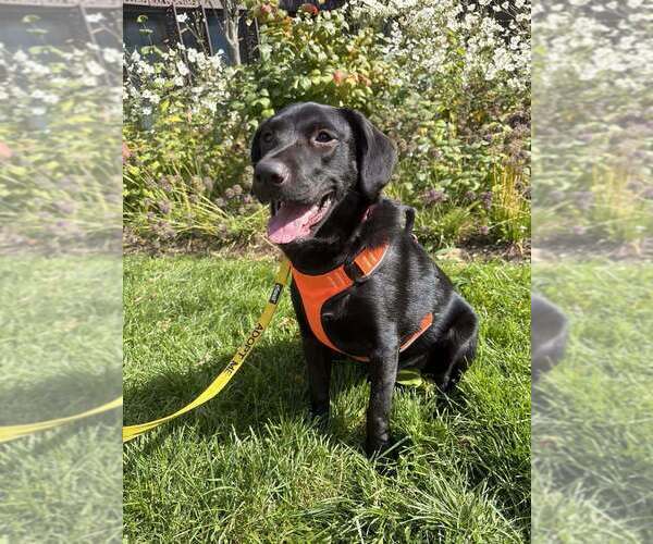 Medium Photo #4 Labrador Retriever-Unknown Mix Puppy For Sale in New York, NY, USA