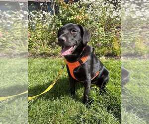 Poppy (AL) - Female Labrador Retriever-Unknown Mix Dog for Adoption - Photo #4
