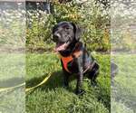 Small Photo #4 Labrador Retriever-Unknown Mix Puppy For Sale in New York, NY, USA