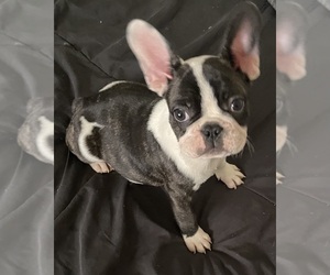 French Bulldog Puppy for sale in FRENCH CAMP, CA, USA