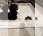 Small #3 Chi-Poo (Toy)