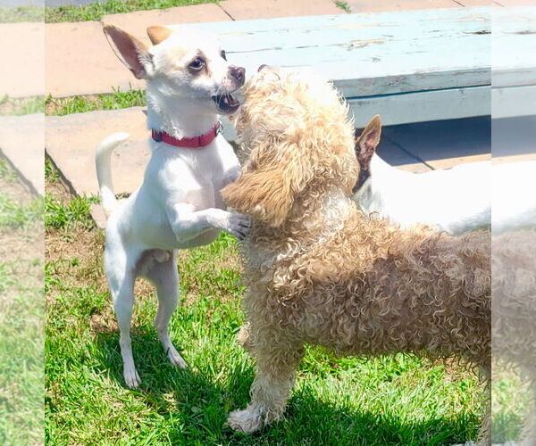 Medium Photo #4 Rat Terrier Puppy For Sale in Atlanta, GA, USA