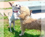 Small #3 Rat Terrier