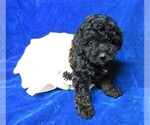 Small #4 Poodle (Miniature)