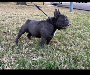 Father of the French Bulldog puppies born on 04/12/2022