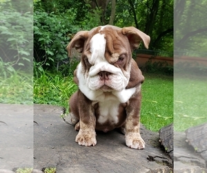 English Bulldog Puppy for sale in BURTON, MI, USA