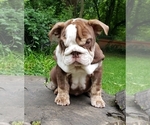 Small Photo #1 English Bulldog Puppy For Sale in BURTON, MI, USA