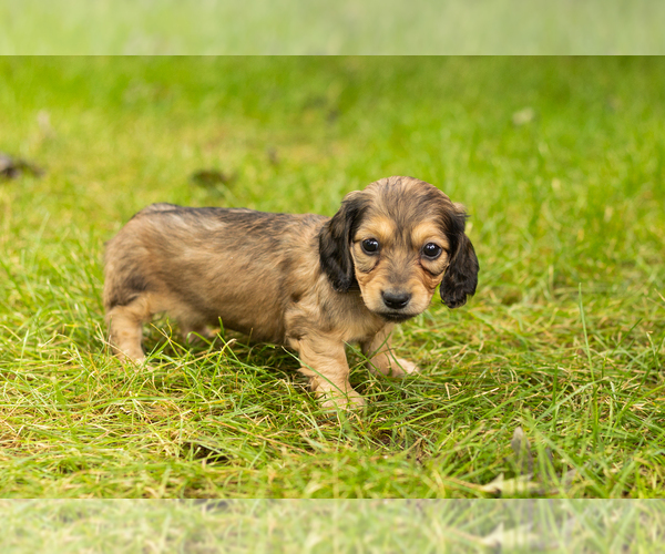 Medium Photo #3 Dachshund Puppy For Sale in MILFORD, IN, USA