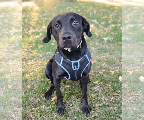 Medium Photo #1 Labrador Retriever-Unknown Mix Puppy For Sale in Atlanta, GA, USA