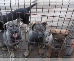 German Shepherd Dog Litter for sale in WYTHEVILLE, VA, USA